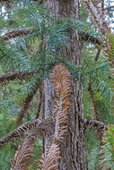 Image of Chinese fir