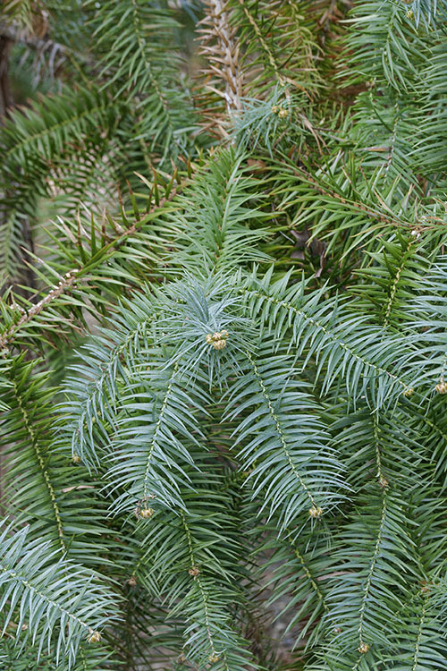 Image of Chinese Fir