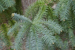 Image of Chinese Fir