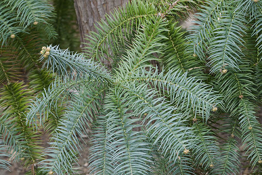 Image of Chinese Fir