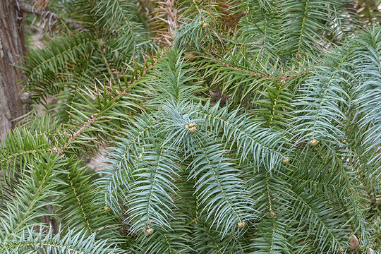 Image of Chinese Fir