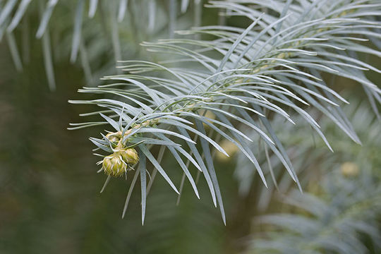 Image of Chinese Fir