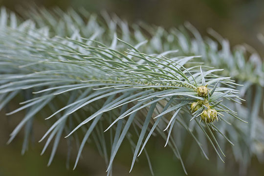 Image of Chinese Fir