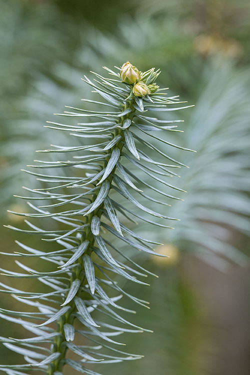 Image of Chinese Fir