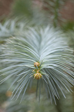 Image of Chinese Fir