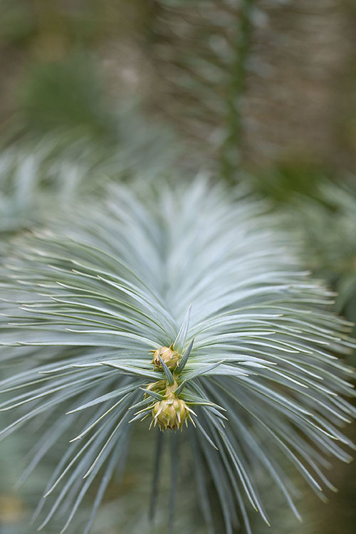 Image of Chinese Fir