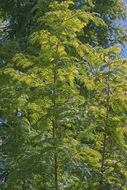 Image of Dawn Redwood