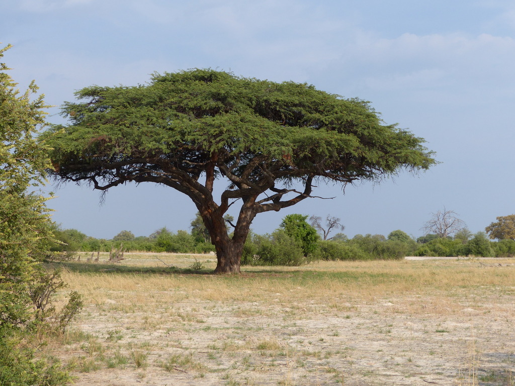 Image of acacia