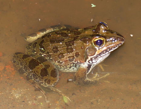 Image of Amietia delalandii (Duméril & Bibron 1841)