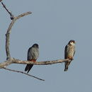 Image of Amur Falcon