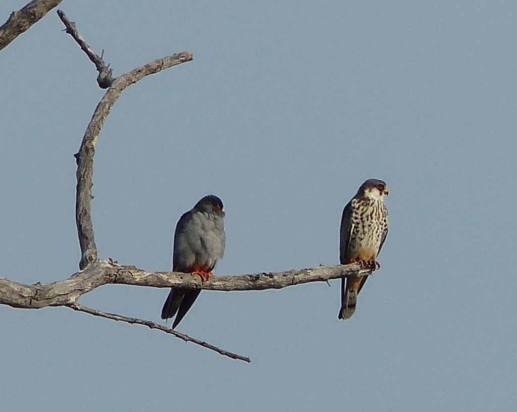 Image of Amur Falcon