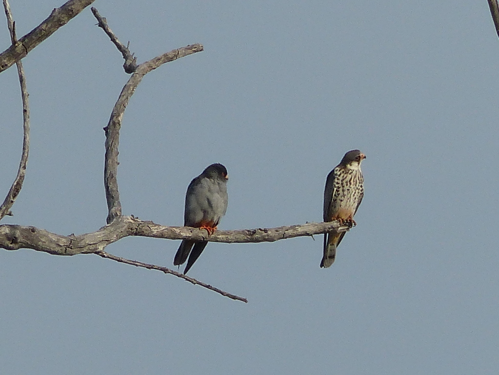 Image of Amur Falcon