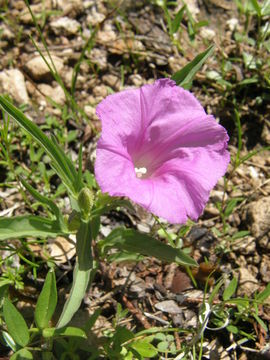 Image of Ipomoea madrensis S. Wats