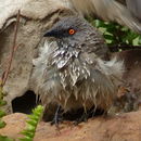 Image of Turdoides Babblers, Chatterers, and Allies