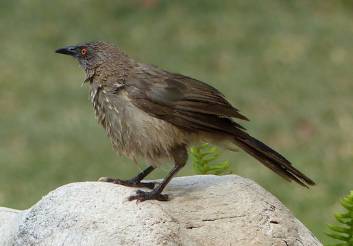 Image of Arrow-marked Babbler