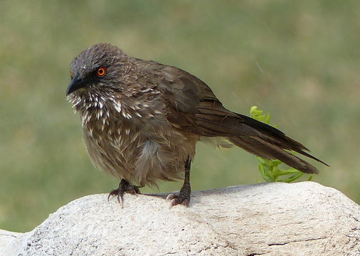 Image of Arrow-marked Babbler