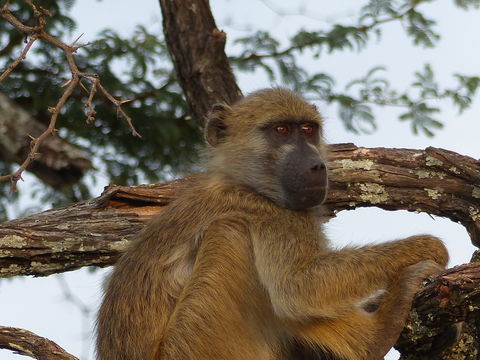 Image of Chacma Baboon