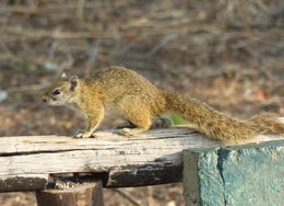 Image of Smith's Bush Squirrel