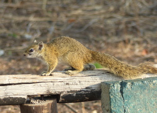 Image of Smith's Bush Squirrel