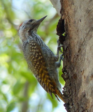 Dendropicos fuscescens (Vieillot 1818) resmi