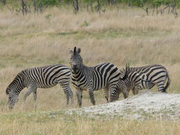 Image of Chapman's zebra