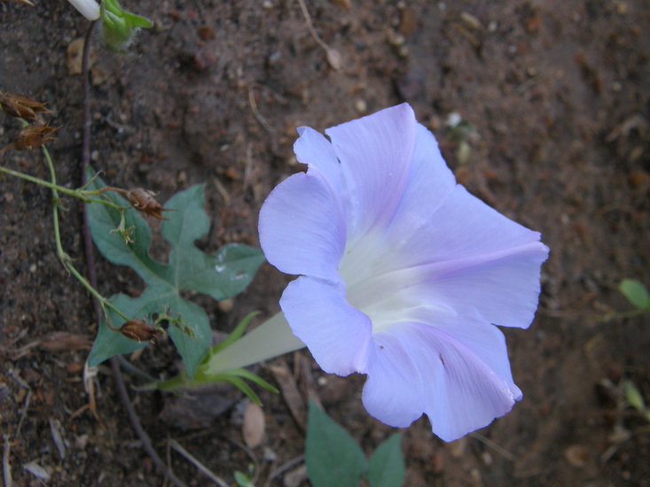 Слика од Ipomoea lindheimeri A. Gray