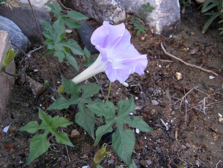 Image of Lindheimer's Morning-Glory