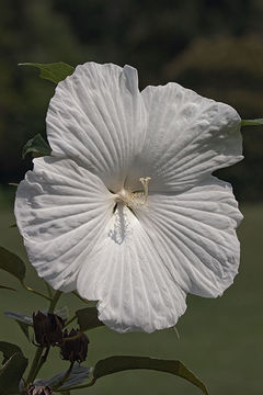 Image of crimsoneyed rosemallow