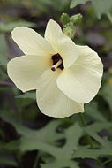 Image of manioc hibiscus