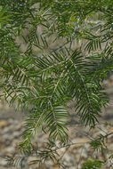 Keteleeria davidiana (Bertrand) Beissn. resmi