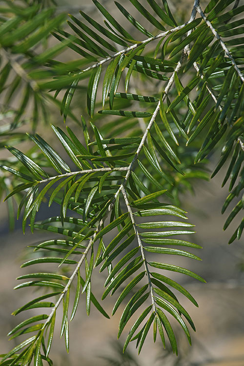 Sivun Keteleeria davidiana (Bertrand) Beissn. kuva