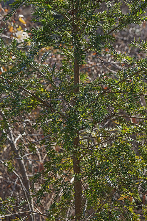 Keteleeria davidiana (Bertrand) Beissn. resmi