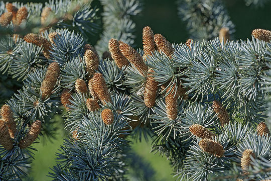 Image of Atlantic cedar
