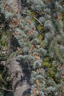Image of Atlas Cedar