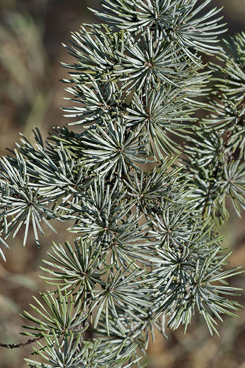 Image of Atlas Cedar