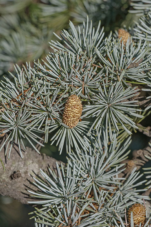 Image of Atlas Cedar