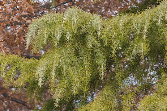 Image of Deodar cedar