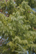 Image of Deodar cedar