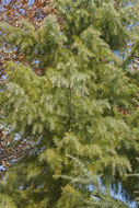 Image of Deodar cedar