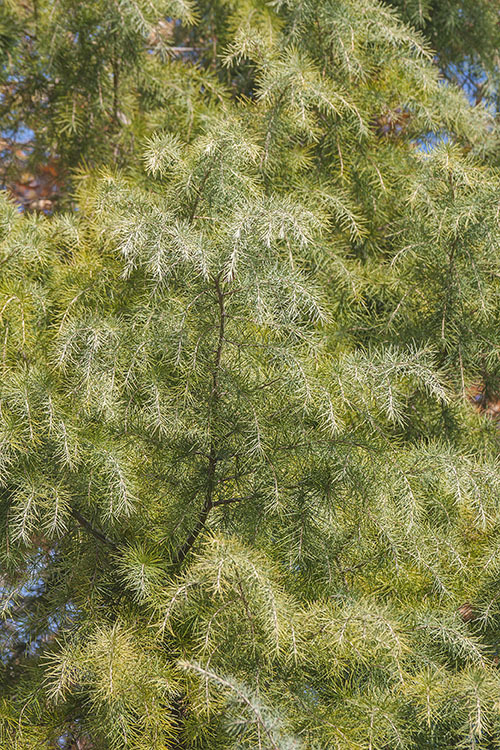 Image of Deodar cedar