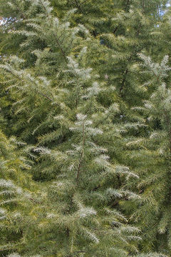 Image of Deodar cedar