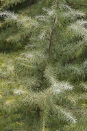 Image of Deodar cedar