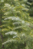 Image of Deodar cedar