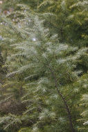 Image of Deodar cedar