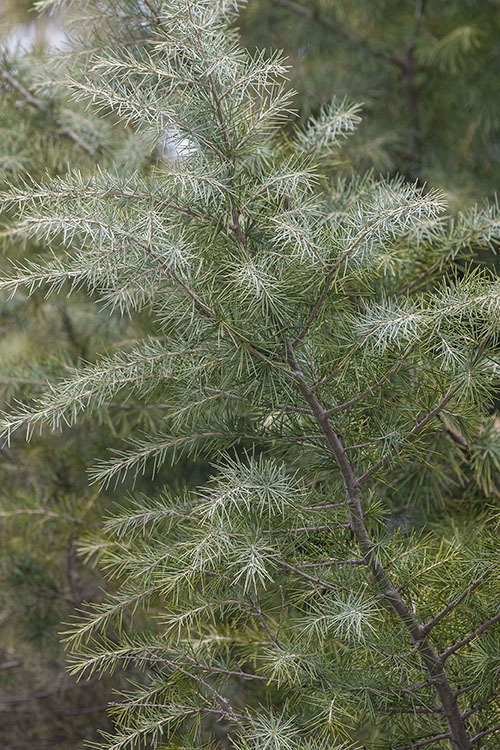 Image of Deodar cedar