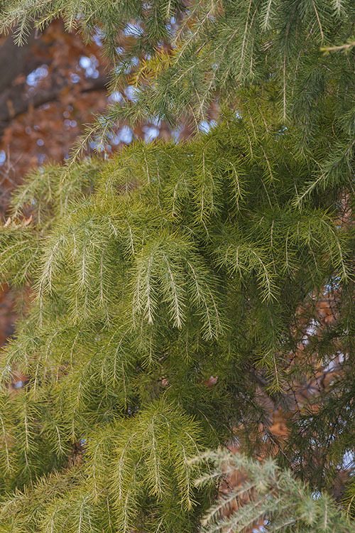 Image of Deodar cedar