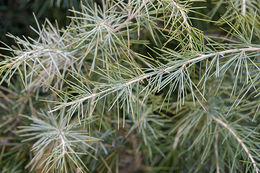 Image of Deodar cedar