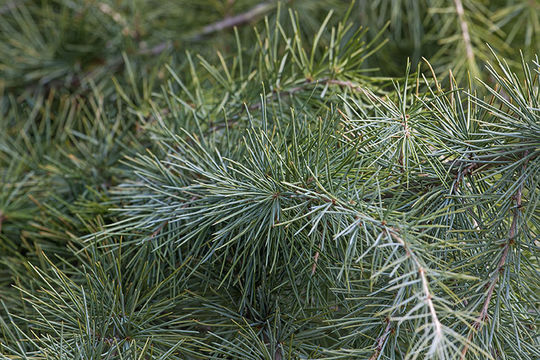 Image of Deodar cedar