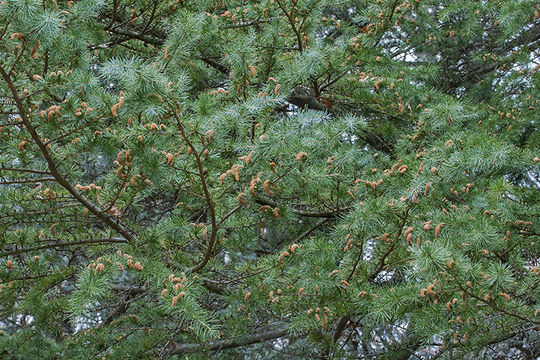 Image of Deodar cedar