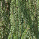 Image of Picea abies (L.) H. Karst.